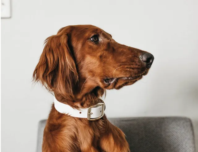 House Sitting