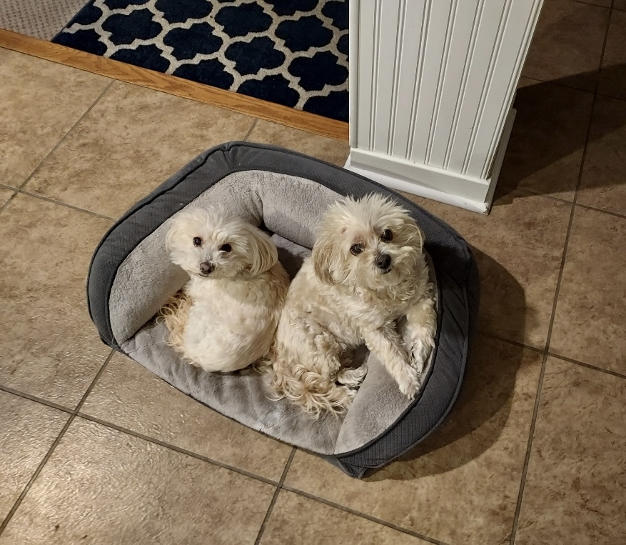 Caregiver with a small dog