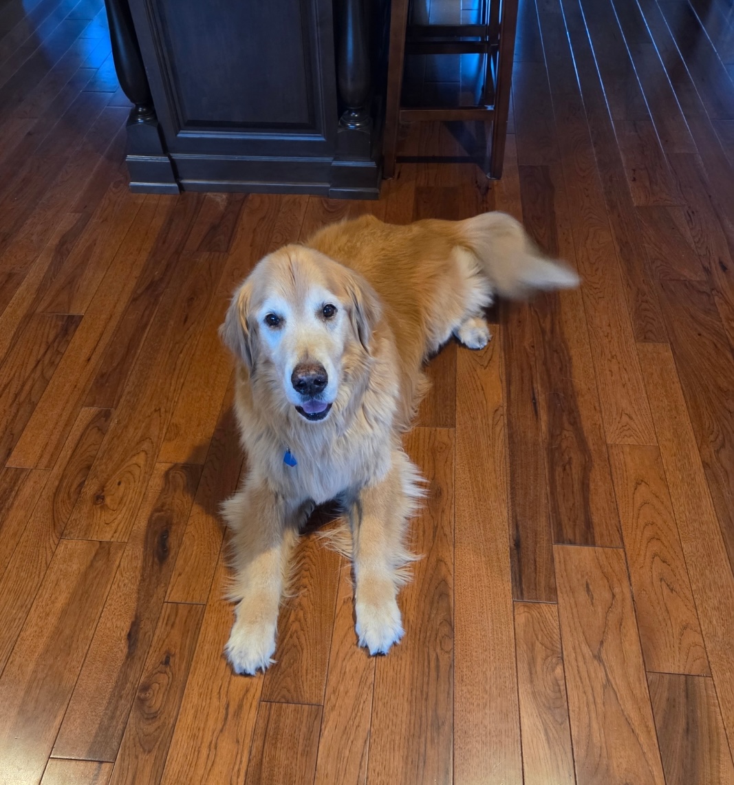 Pets at home
