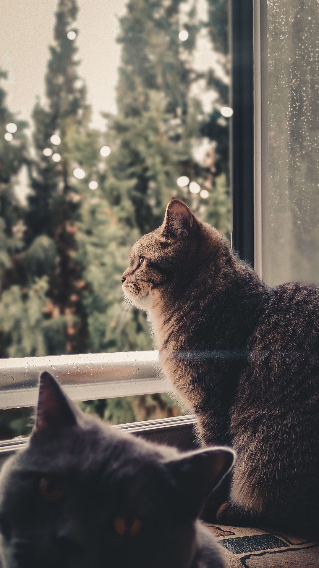 Pets at home